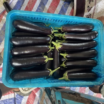 山东绿把长茄烧烤茄户黑布莱蒂黑金刚原产地商超市场电商直供