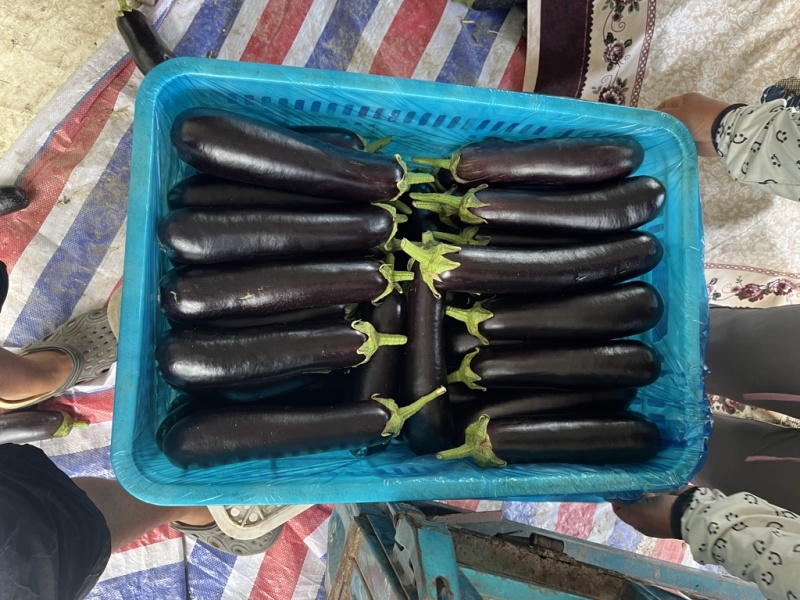 山东绿把长茄烧烤茄户黑布莱蒂黑金刚原产地商超市场电商直供