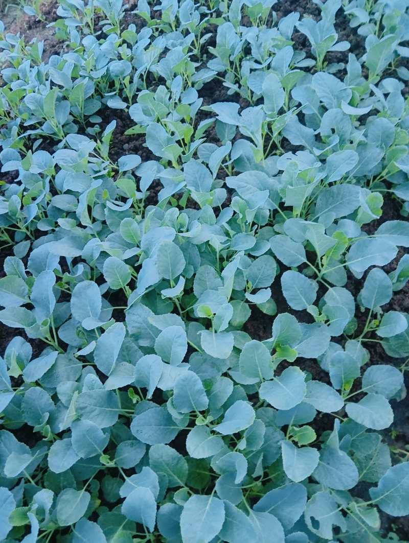 松白花菜苗/菜花苗成活率高耐运输诚信经营欢迎咨询