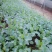 松白花菜苗/菜花苗成活率高耐运输诚信经营欢迎咨询