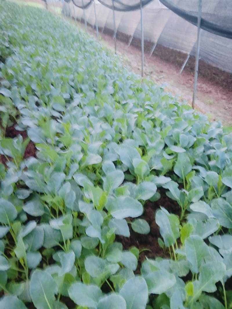 松白花菜苗/菜花苗成活率高耐运输诚信经营欢迎咨询