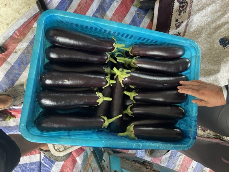 山东绿把长茄烧烤茄户黑布莱蒂黑金刚原产地商超市场电商直供
