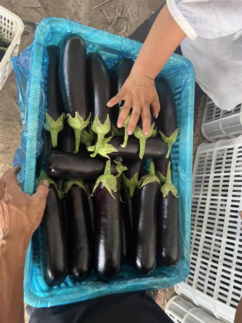 山东绿把长茄烧烤茄户黑布莱蒂黑金刚原产地商超市场电商直供