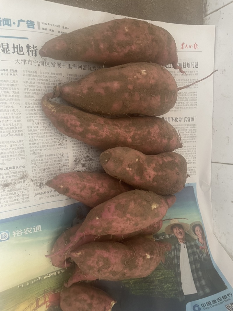 东北纯沙地老品种红薯，软糯香甜质量非常好