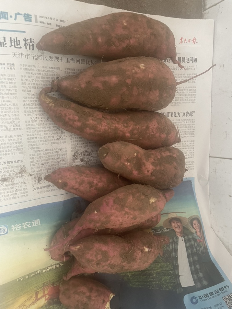 东北纯沙地老品种红薯，软糯香甜质量非常好