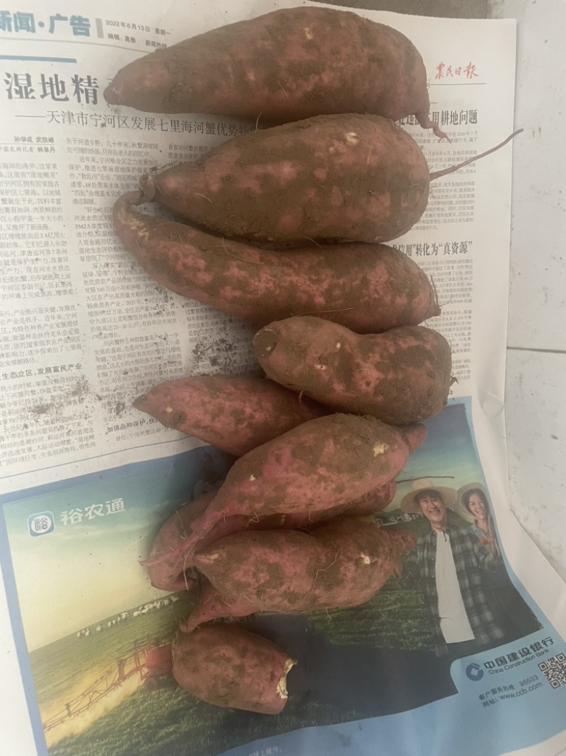 东北纯沙地老品种红薯，软糯香甜质量非常好