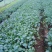西兰花菜苗成活率高耐运输诚信经营欢迎咨询