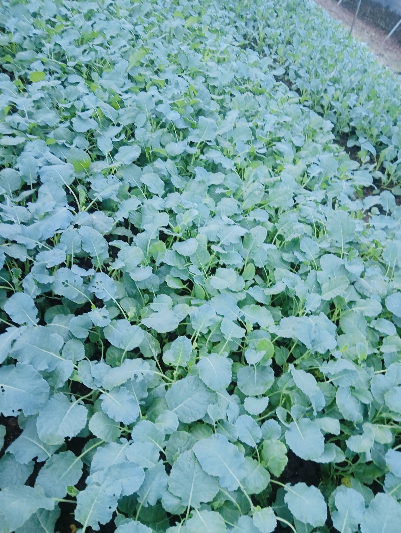 西兰花菜苗成活率高耐运输诚信经营欢迎咨询