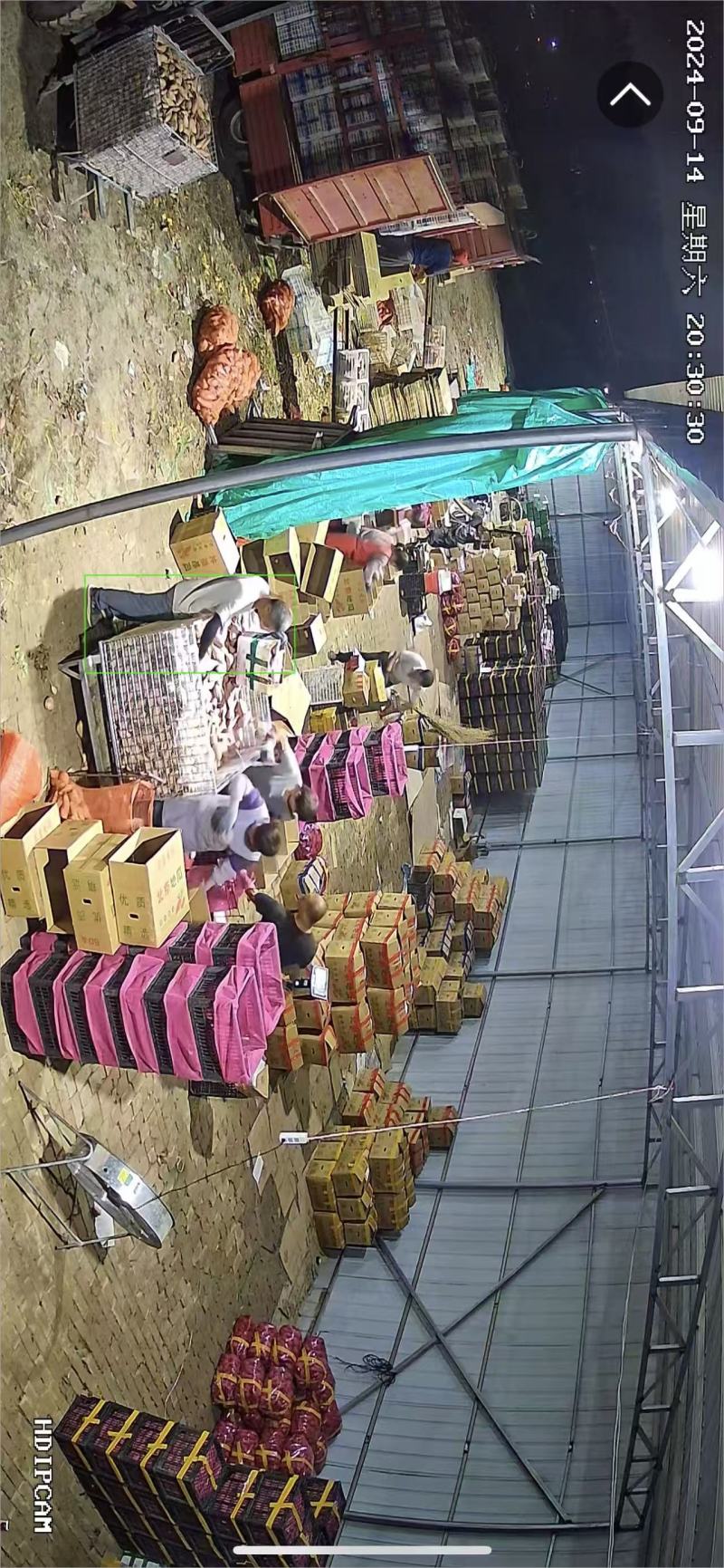龙薯9号河北雄县红薯种植基地龙九红薯大量上市烟薯济薯