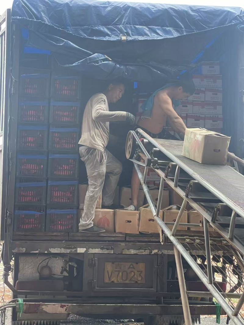 龙薯9号河北雄县红薯种植基地龙九红薯大量上市烟薯济薯