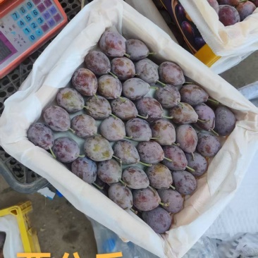新疆伽师西梅