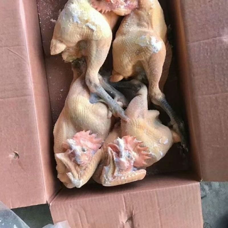 包邮散养大公鸡现杀黑脚公鸡黑爪土鸡黑脚新鲜