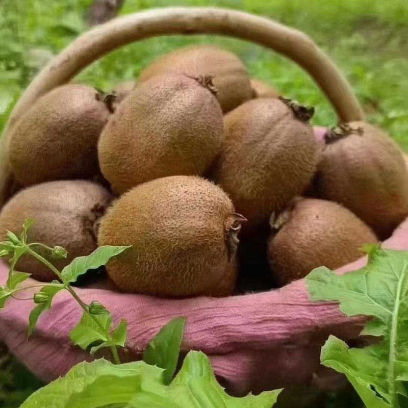 陕西眉县徐香弥猴桃种植基地一手货源诚招全网代理批发零售
