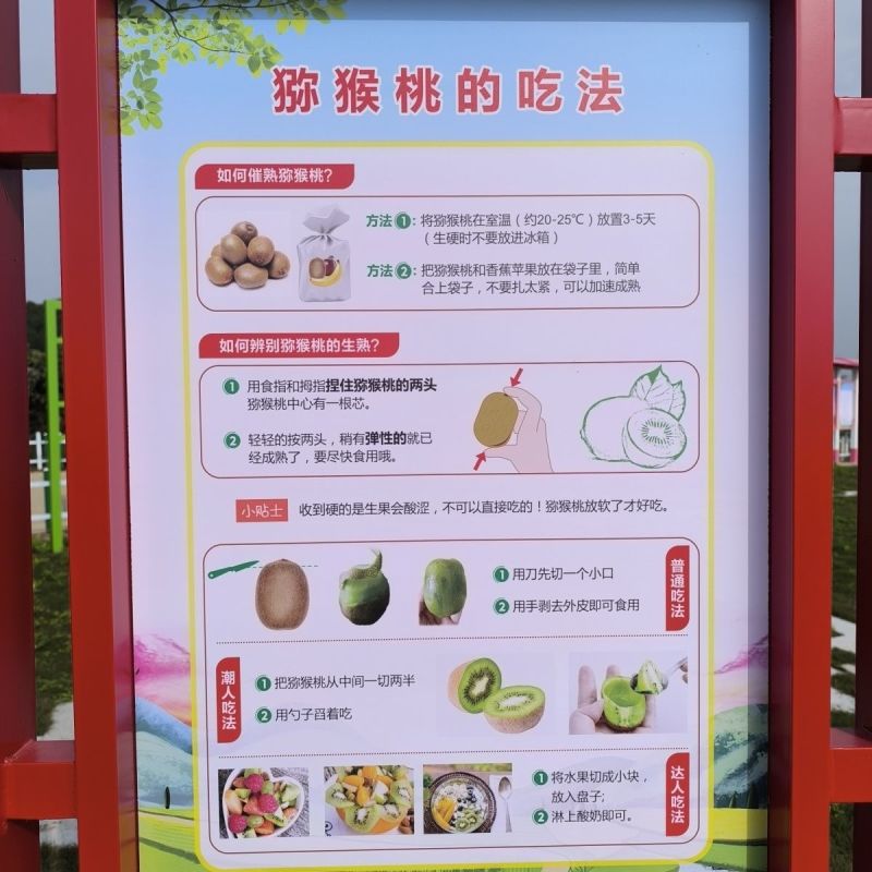 【翠香猕猴桃】眉县猕猴桃坏果包赔批发价优一手货源诚信招商