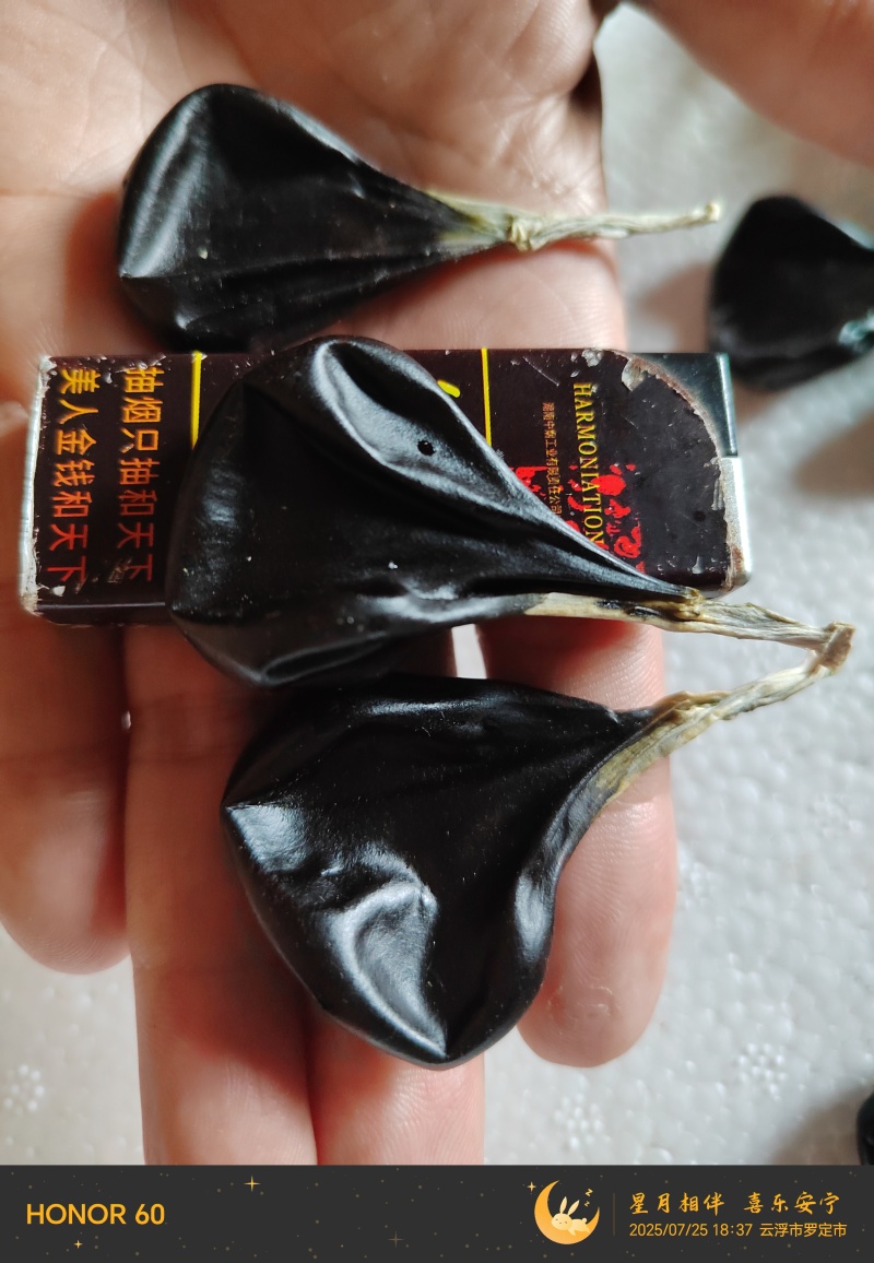 蟒蛇胆，进口大蛇胆