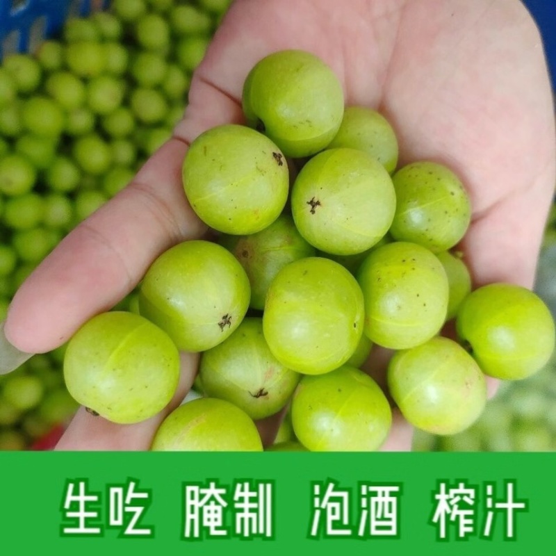 潮汕油甘果玻璃油甘大个油甘产地直发