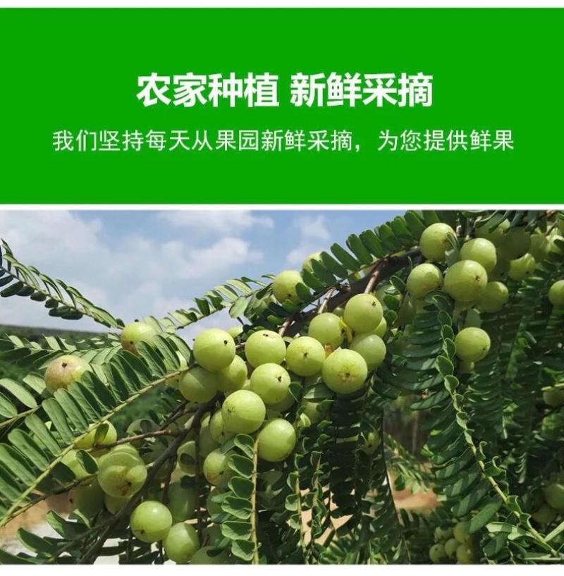 潮汕油甘果玻璃油甘大个油甘产地直发