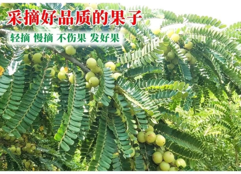 潮汕油甘果玻璃油甘大个油甘产地直发