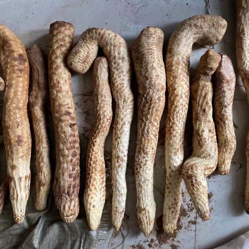 肉苁蓉种子中草药锁阳种子淫羊藿种子中药材种子