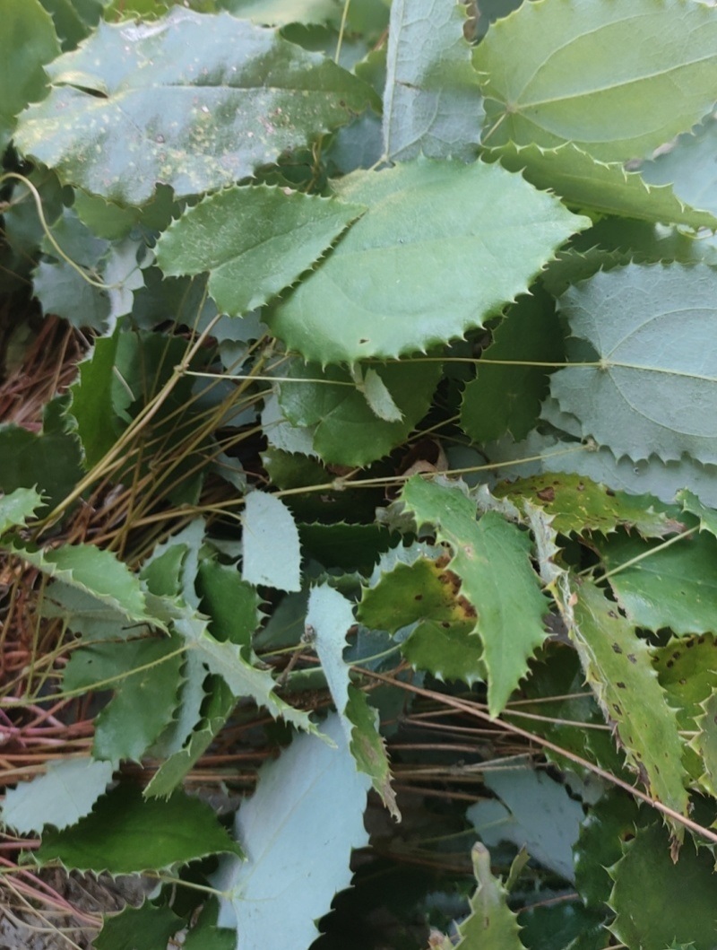 淫羊藿种子籽易种淫羊藿籽中药材淫羊藿四季种植容易打理适应