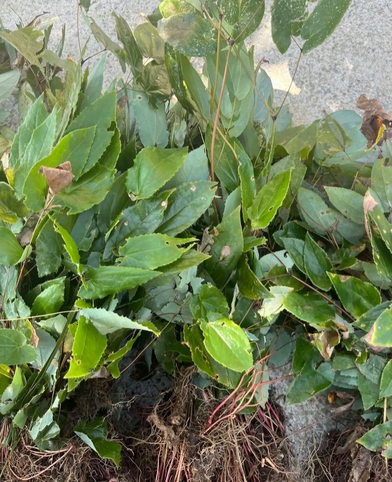 淫羊藿种子籽易种淫羊藿籽中药材淫羊藿四季种植容易打理适应