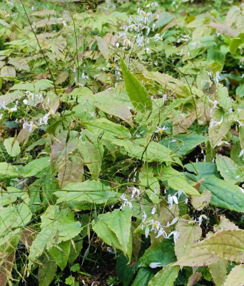 淫羊藿种子籽易种淫羊藿籽中药材淫羊藿四季种植容易打理适应