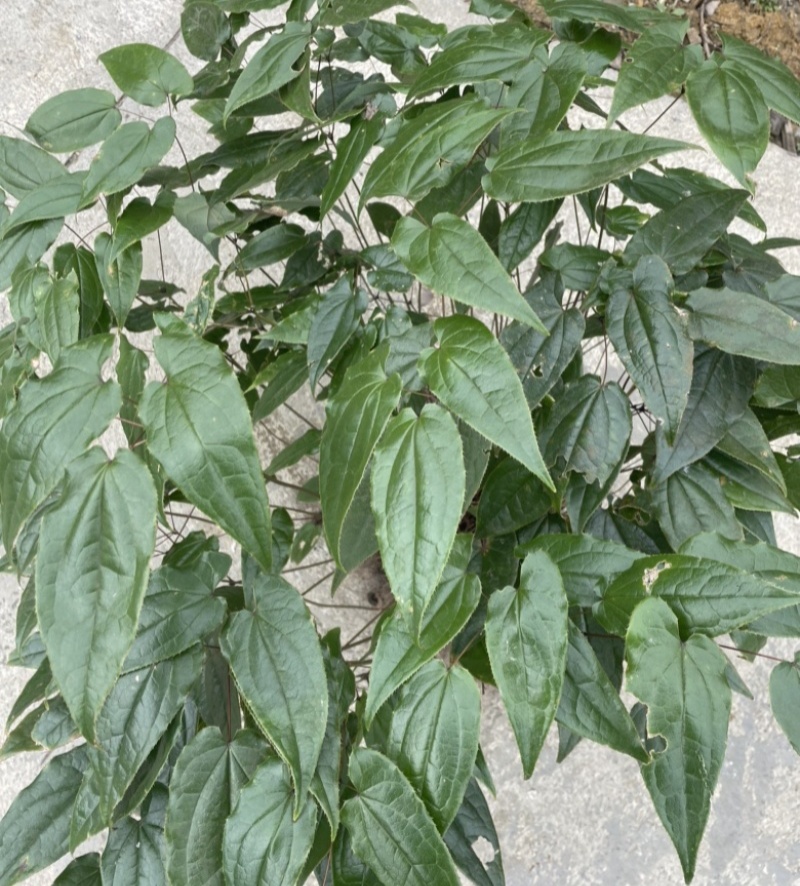 淫羊藿种子籽易种淫羊藿籽中药材淫羊藿四季种植容易打理适应