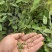 淫羊藿种子籽易种淫羊藿籽中药材淫羊藿四季种植容易打理适应