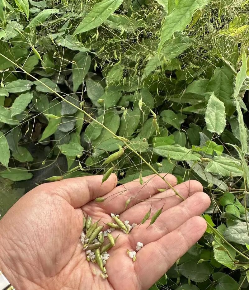 淫羊藿种子籽易种淫羊藿籽中药材淫羊藿四季种植容易打理适应