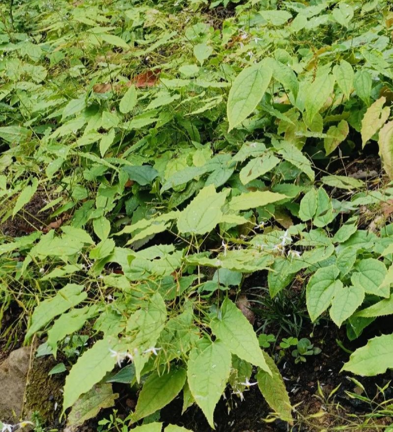 淫羊藿种子籽易种淫羊藿籽中药材淫羊藿四季种植容易打理适应