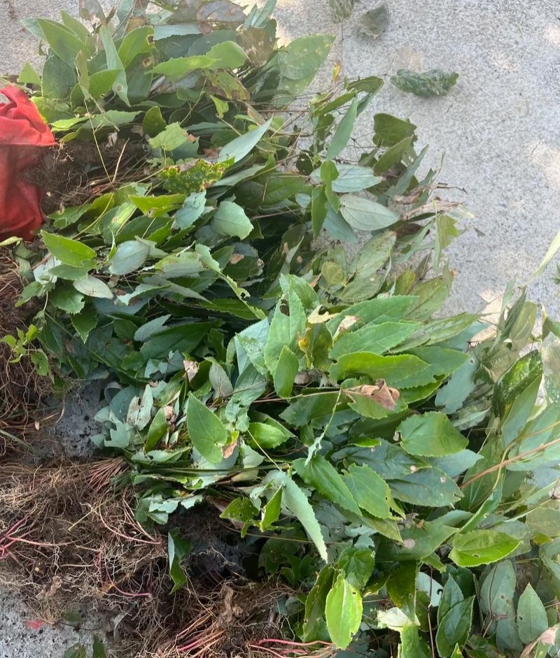 淫羊藿种子籽易种淫羊藿籽中药材淫羊藿四季种植容易打理适应