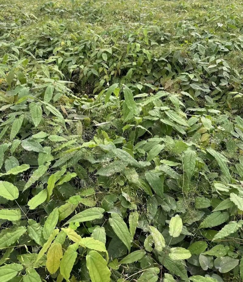 淫羊藿种子籽易种淫羊藿籽中药材淫羊藿四季种植容易打理适应