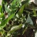 淫羊藿种子籽易种淫羊藿籽中药材淫羊藿四季种植容易打理适应