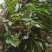 淫羊藿种子籽易种淫羊藿籽中药材淫羊藿四季种植容易打理适应