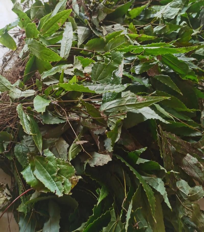 淫羊藿种子籽易种淫羊藿籽中药材淫羊藿四季种植容易打理适应
