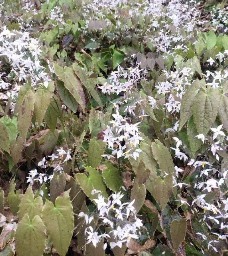 淫羊藿种子籽易种淫羊藿籽中药材淫羊藿四季种植容易打理适应