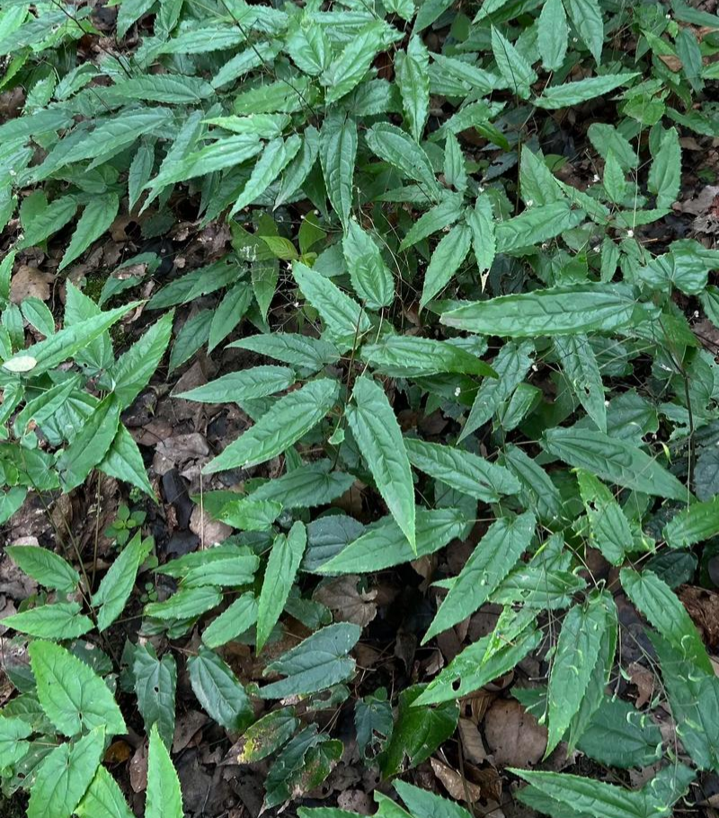 淫羊藿种子籽易种淫羊藿籽中药材淫羊藿四季种植容易打理适应