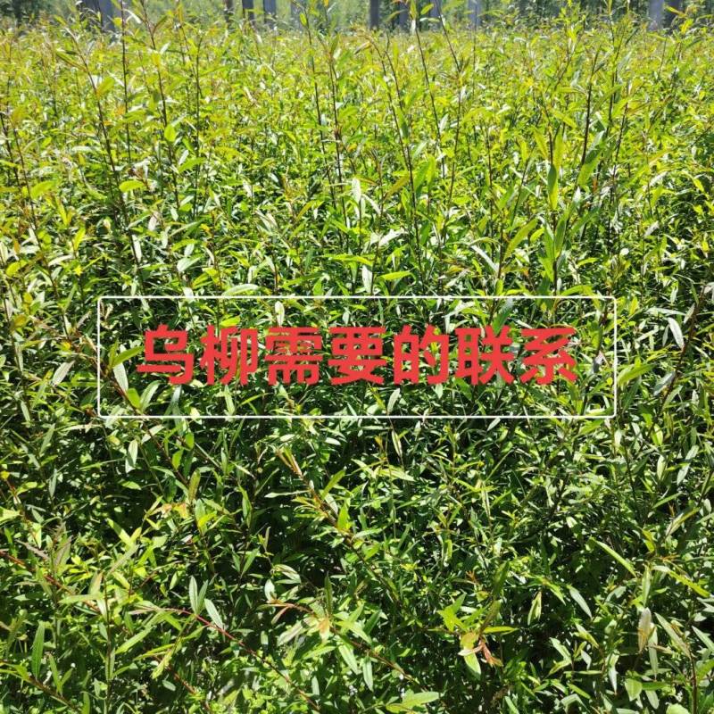 乌柳裸根，高度1.2-1.5米