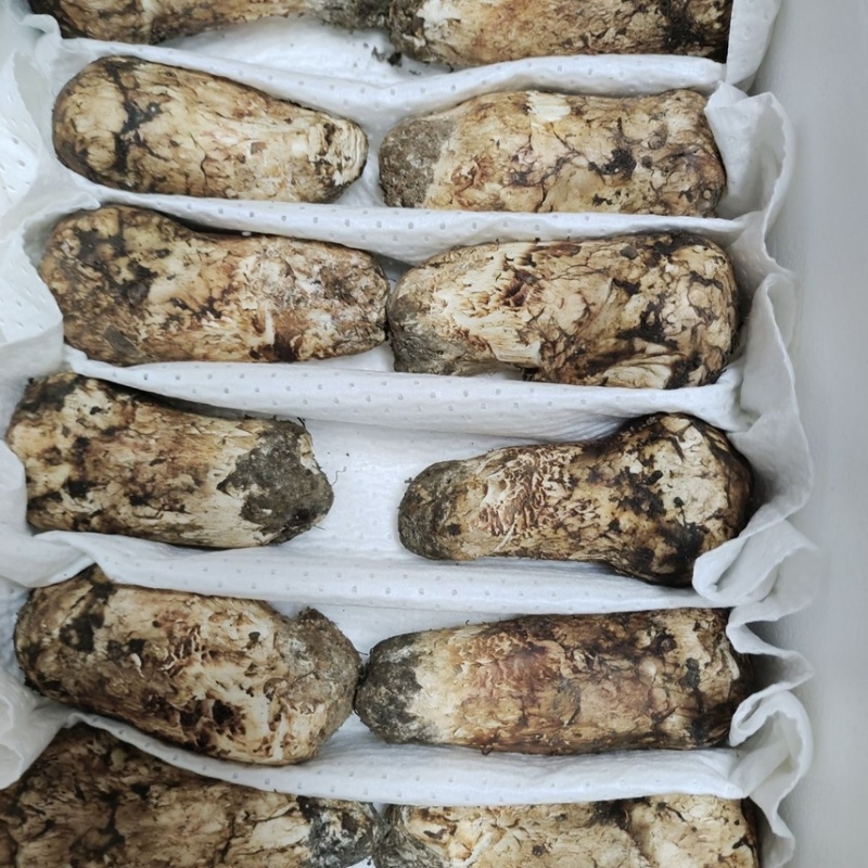 云南野生鲜松茸货量稳定新鲜发货品质保证顺丰冷链包邮