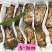 云南野生鲜松茸货量稳定新鲜发货品质保证顺丰冷链包邮