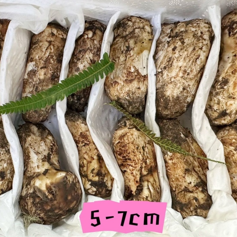 云南野生鲜松茸货量稳定新鲜发货品质保证顺丰冷链包邮