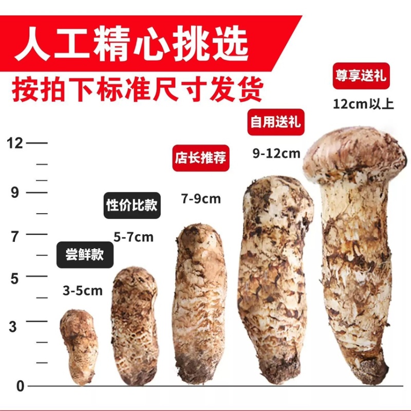 云南野生鲜松茸货量稳定新鲜发货品质保证顺丰冷链包邮