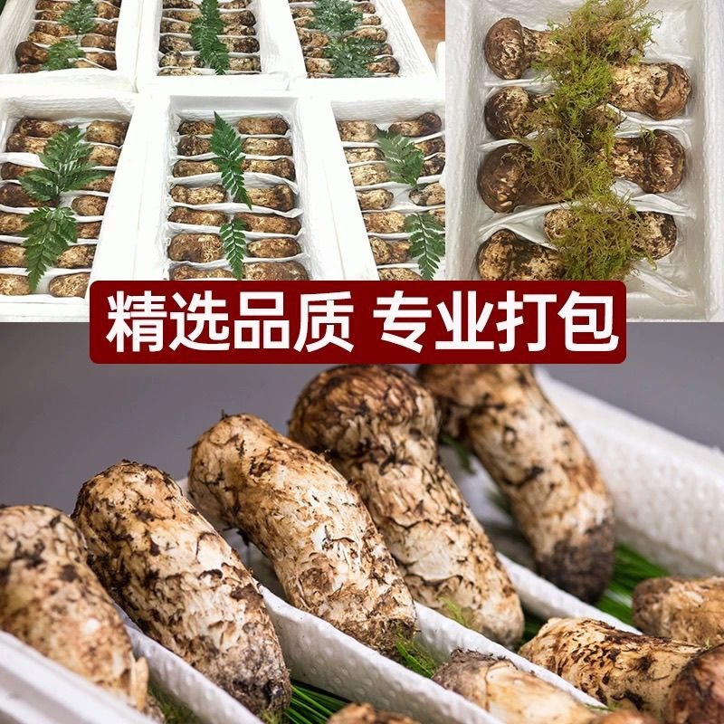 云南野生鲜松茸货量稳定新鲜发货品质保证顺丰冷链包邮