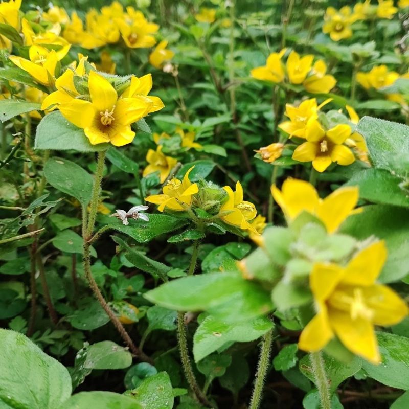 过路黄种子金钱草真金草金银花走游草铺地莲胡氏排草对生黄