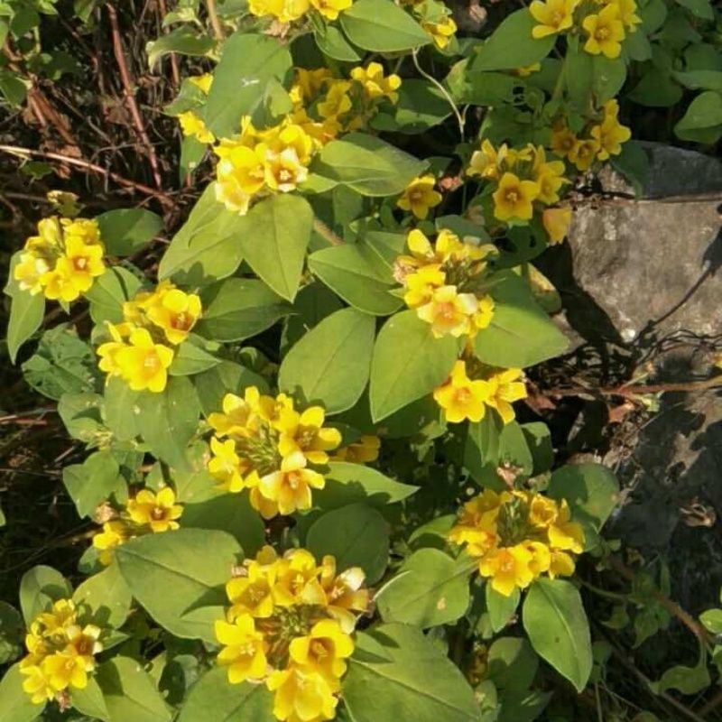 过路黄种子金钱草真金草金银花走游草铺地莲胡氏排草对生黄