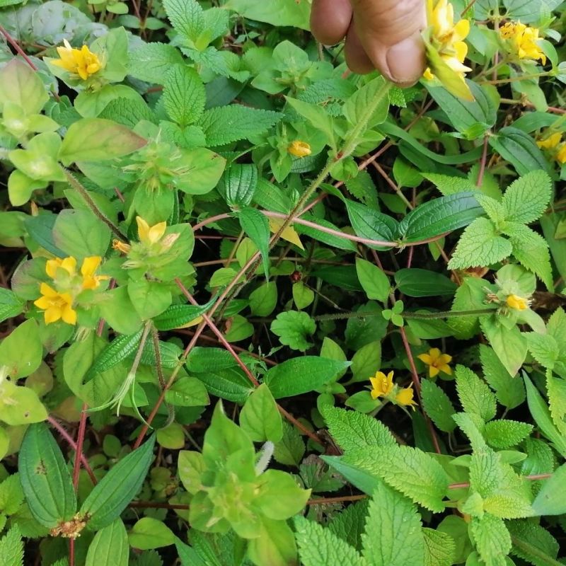 过路黄种子金钱草真金草金银花走游草铺地莲胡氏排草对生黄