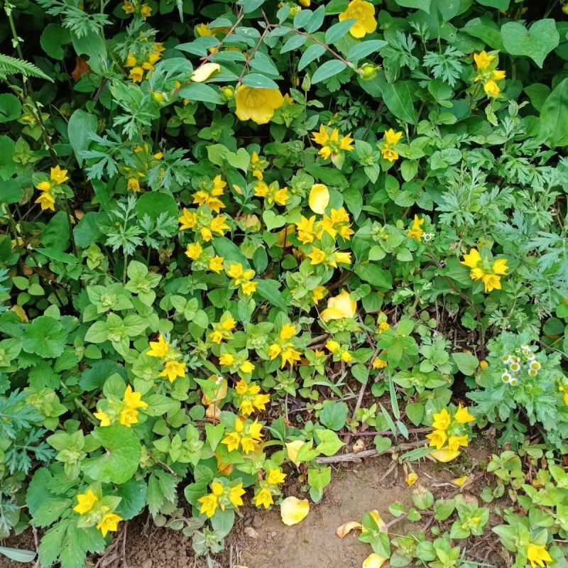 过路黄种子金钱草真金草金银花走游草铺地莲胡氏排草对生黄