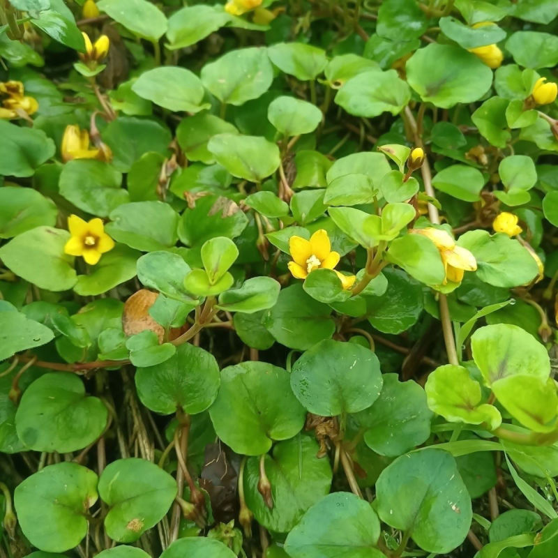 过路黄种子金钱草真金草金银花走游草铺地莲胡氏排草对生黄