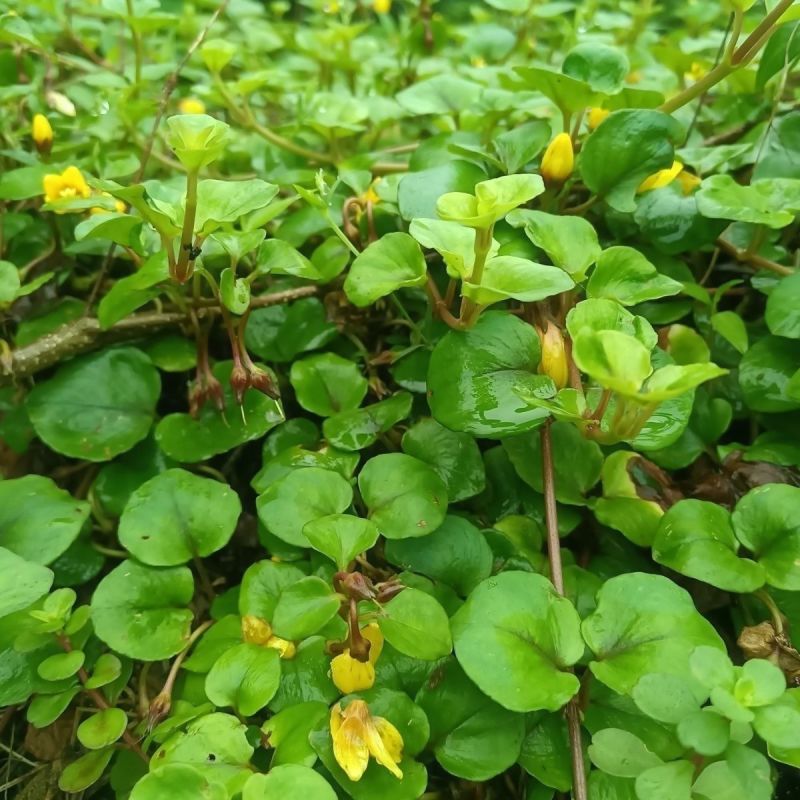 过路黄种子金钱草真金草金银花走游草铺地莲胡氏排草对生黄