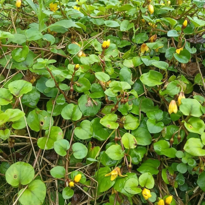 过路黄种子金钱草真金草金银花走游草铺地莲胡氏排草对生黄